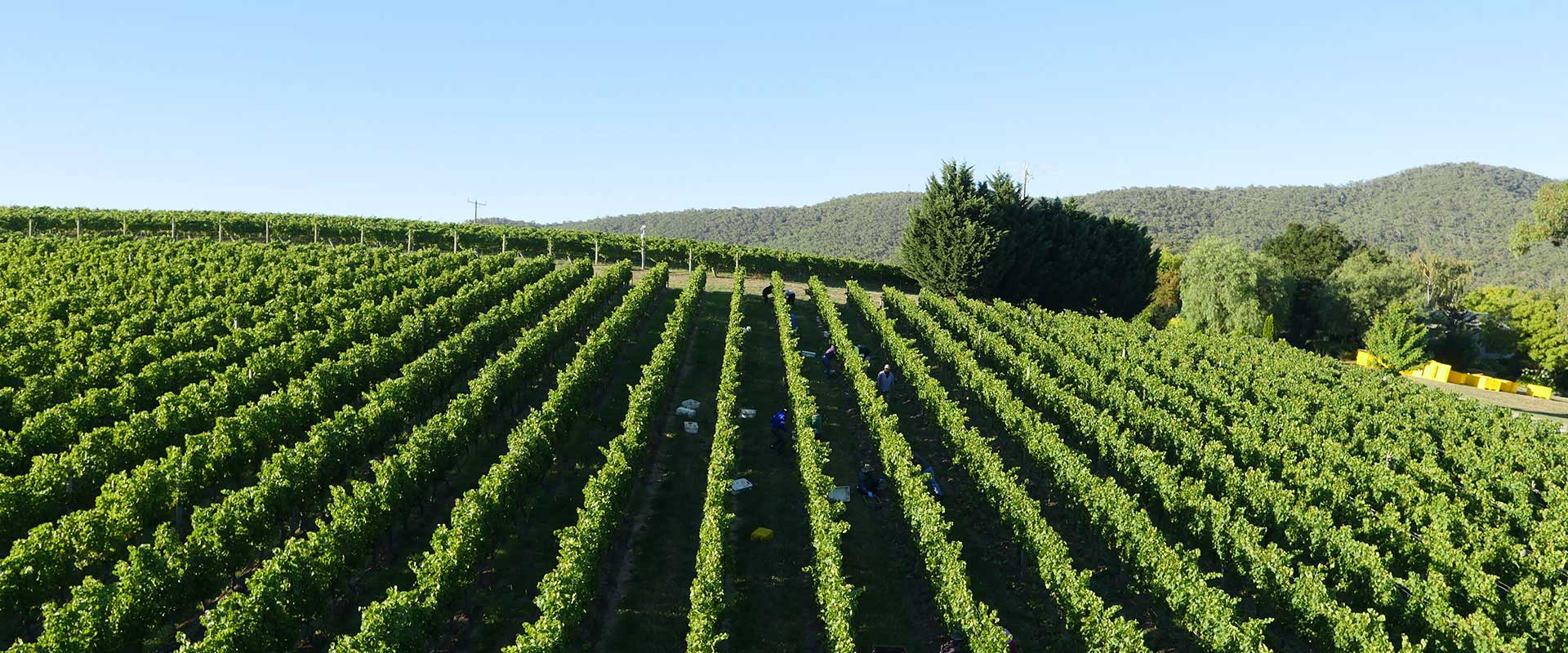 Yarra Valley Vineyard Rochford Wines
