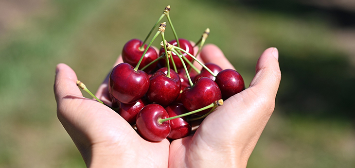 YARRA VALLEY DAY OUT - Cherry Picking Wine & Dine
